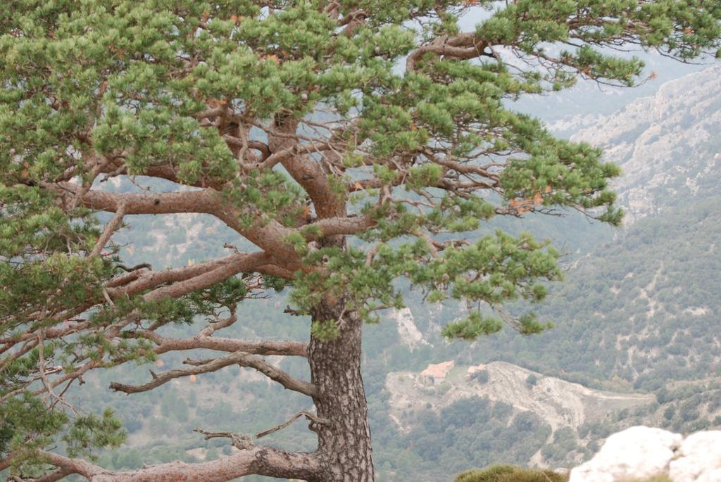 Masia De La Serra De La Cogulla Peñarroya de Tastavins Dış mekan fotoğraf
